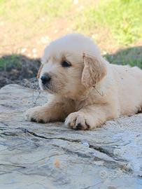 Golden retrive 100x100 AMERICANI