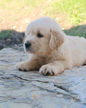 Golden retrive 100x100 AMERICANI