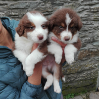 Cuccioli australian shepeard top