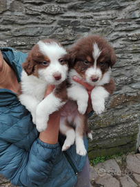 Cuccioli australian shepeard top