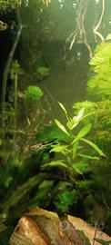Pesci tropicali acqua dolce