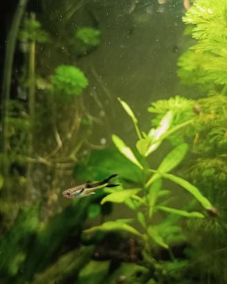 Pesci tropicali acqua dolce