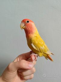 Inseparabili allevati a mano, pappagalli, uccelli