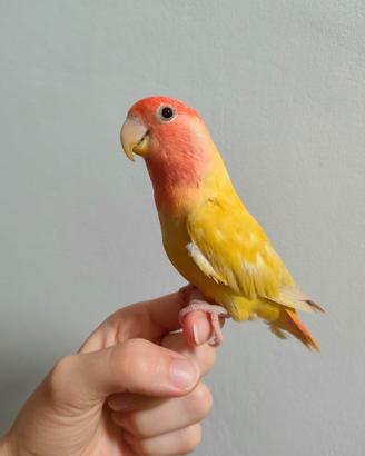 Inseparabili allevati a mano, pappagalli, uccelli