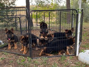 Cuccioli pastore tedesco