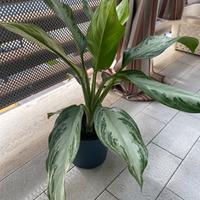 sempreverde cinese-aglaonema silver bay