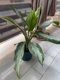 sempreverde cinese-aglaonema silver bay