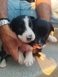 Cuccioli Border Collie
