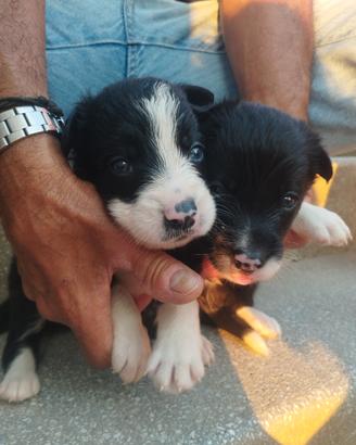 Cuccioli Border Collie