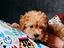 Immagine 5