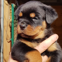 Rottweiler cuccioli