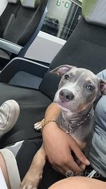 Cucciola di pitbull