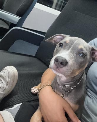 Cucciola di pitbull