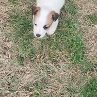 Cuccioli Jack Russell con PEDIGREE