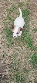 Cuccioli Jack Russell con PEDIGREE