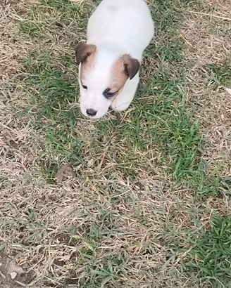 Cuccioli Jack Russell con PEDIGREE