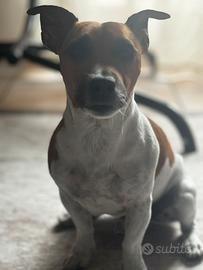 Jack russell per accoppiamento