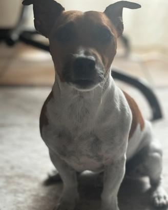 Jack russell per accoppiamento