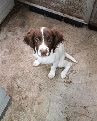 Spinger Spaniel Cucciola di 3 mesi