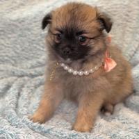 Cucciola Spitz nano pomerania