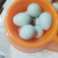 Quaglia celadon