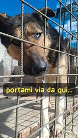 Rock 4 anni incrocio pastore tedesco