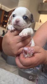 Disponibili chiwawa