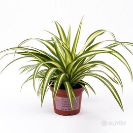 Piante di Falangio tre varietà diverse 