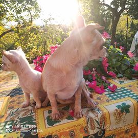 Chihuahua