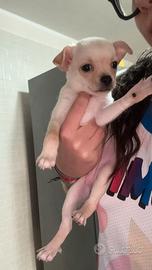 Cagnoline