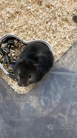 Criceto dorato pelo lungo