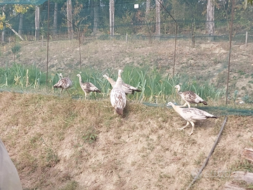 Pavoni comuni, nigripennis e bianchi