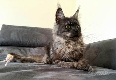 Maine Coon