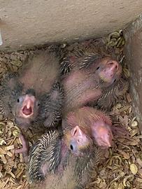 Papagalli