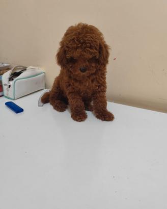 Cucciolo Barboncino Toy Colore Red Intenso