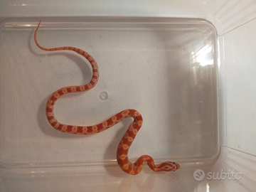 Serpi del grano - elaphe guttata