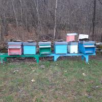 Materiale apistico e famiglie di api