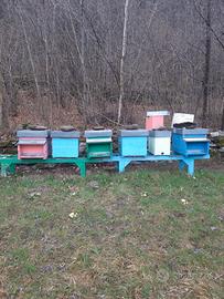 Materiale apistico e famiglie di api