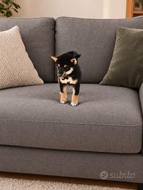 Shiba inu