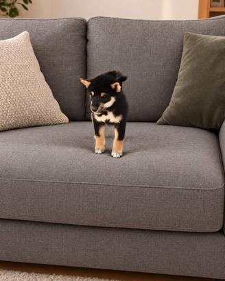 Shiba inu
