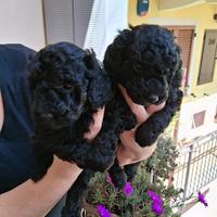 Barboni piccoli nani ,due maschietti