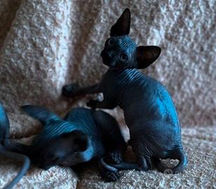Sphynx cuccioli trasporto in tutta italia