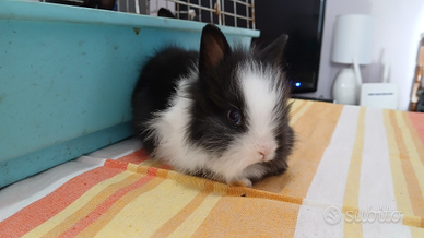 Conigli testa di leone