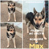 Cane pastore in adozione