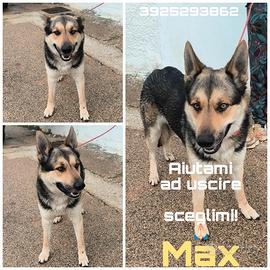 Cane pastore in adozione