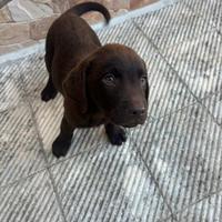 Cuccioli labrador