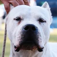 Cuccioli Dogo Argentino