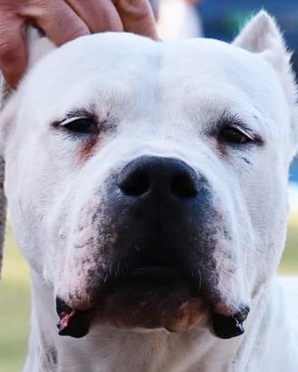 Cuccioli Dogo Argentino