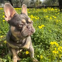 Bulldog francese isabelle e tan