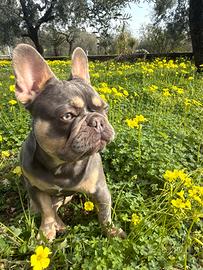 Bulldog francese isabelle e tan